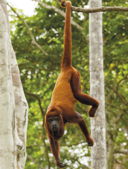 Fotografia de um macaco pendurado pela cauda em um galho de árvore. Ele tem o corpo recoberto de pelos longos e com coloração marrom, cauda longa e face escura.