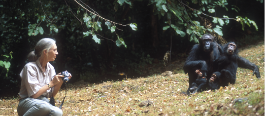 Fotografia de uma mulher agachada em um gramado, segurando uma câmera fotográfica. A frente dela estão três chimpanzés juntos, sendo dois adultos e um filhote.