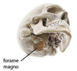 Fotografia de um crânio humano com vista da região posterior, com destaque para um orifício central, com formato redondo denominada forame magno.