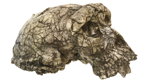 Fotografia do crânio de um fóssil de hominíneo, composto de fragmentos de ossos. O osso da sobrancelha é proeminente.