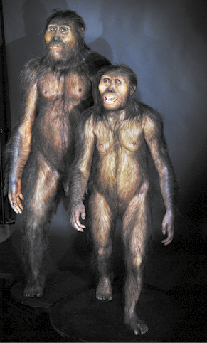 Fotografia de duas estátuas de hominídeos em posição ereta, com corpo recoberto por pelos e o ossos da sobrancelha e da maçã do rosto proeminentes. À direita está o indivíduo com menor estatura e à esquerda de maior estatura.