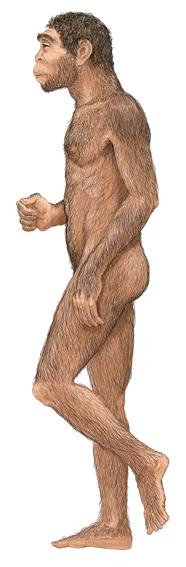 Ilustração de um Homo erectus de perfil. A postura é ereta, o corpo é semelhante ao homem atual, e é recoberto de pelos curtos, o cabelo é curto, e a região das sobrancelhas e boca são proeminentes.