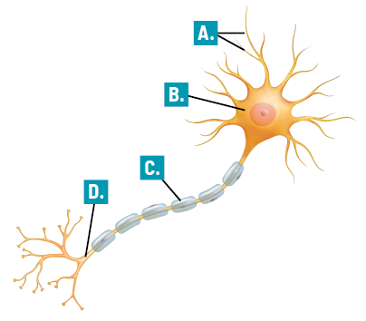 Ilustração de um neurônio com uma parte arredondada central e com uma bolinha no meio com indicação da letra B; dessa parte saem vários prolongamentos finos e ramificados com indicação da letra A e um prolongamento mais longo com estruturas segmentadas externamente com indicação da letra C; esse prolongamento termina com alguns filamentos menores e ramificados com indicação da letra D.