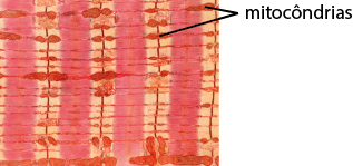 Ilustração de uma ampliação do tecido muscular estriado esquelético caracterizado pela presença de faixas verticais intercaladas claras e escuras. Há linhas finas na horizontal com algumas partes mais largas com a indicação: mitocôndrias.