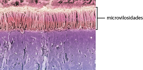 Fotografia de um zoom microscópico com destaque nas microvilosidades, que são estruturas rosas com formato alongado e fino agrupados acima de uma camada roxa.