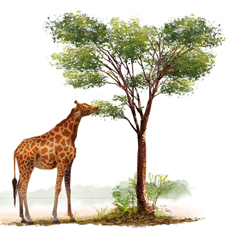 Ilustrações uma girafa com pescoço curto, se alimentando das folhas dos galhos mais baixos.