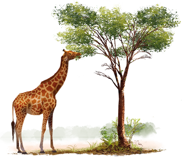 Ilustração de uma girafa com pescoço um pouco maior comparada a girafa anterior. Ela está se alimentando das folhas dos galhos do meio da árvore. Os galhos mais baixos estão sem folhas.