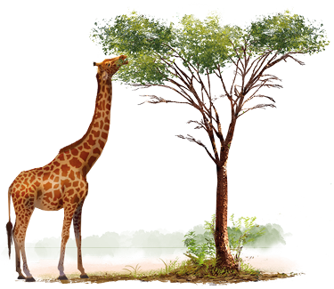 Ilustração de uma girafa com pescoço comprido, se alimentando das folhas de galhos mais altos da árvore. Os galhos abaixo estão sem folhas.