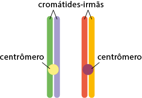 Ilustração de duas duplas de filamentos na vertical com uma esfera ao centro chamada centrômero. Cada dupla é denominada cromátides-irmãs. À esquerda, uma dupla tem um filamento verde, um filamento azul e o centrômero bege; à direita, a outra dupla, tem um filamento vermelho, um filamento amarelo e o centrômero roxo.