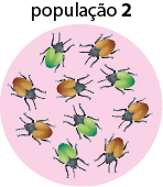 Ilustração de um círculo rosa denominado população 2, e no seu interior há 4 besouros verdes e 6 besouros marrons.