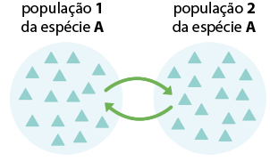 Ilustração de dois círculos azuis com triângulos azuis dentro. O círculo à esquerda é denominado população 1 da espécie A e o círculo à direita é denominado população 2 da espécie A. Entre eles há uma seta da esquerda para direita e outra seta da direita para esquerda.