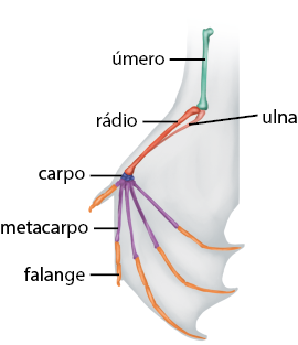 Ilustração da asa de um morcega com a disposição interna dos ossos, que são finos e longos. Na parte superior da asa, na vertical, está úmero, conectado a ele, há dois ossos longos e finos, rádio e ulna, conectado ao rádio, há ossinhos redondos e pequenos, o carpo. A partir do carpo estão conectados ossos longos e curvos, os ossos do metacarpo, por fim conectados a eles, os ossos referentes aos dedos, que são longos e curvos, nomeados falange.