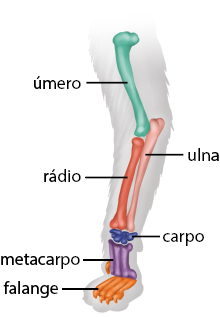 Ilustração da perna de um gato com disposição interna dos ossos. Na parte superior da perna, na vertical, está o úmero, um osso longo e mais grosso, conectado a ele, estão dois ossos longos e mais finos, o rádio e a ulna. Conectado a eles, há ossinhos redondos e pequenos, o carpo, e a partir dele estão conectados ossos curtos, o metacarpo e conectados a eles, os ossos referentes aos dedos, nomeados de falange.