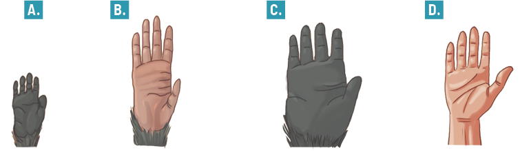 Ilustração da palma de 4 mãos em sequência na horizontal. Com a indicação A, uma mão pequena com a palma comprida e dedos curtos e polegar opositor. Indicação B, mão com a palma comprida e dedos longos e dedo polegar opositor. Indicação C, mão com a palma larga e dedos curtos e polegar opositor. Indicação D, dedos e palma com tamanhos similares e polegar opositor.