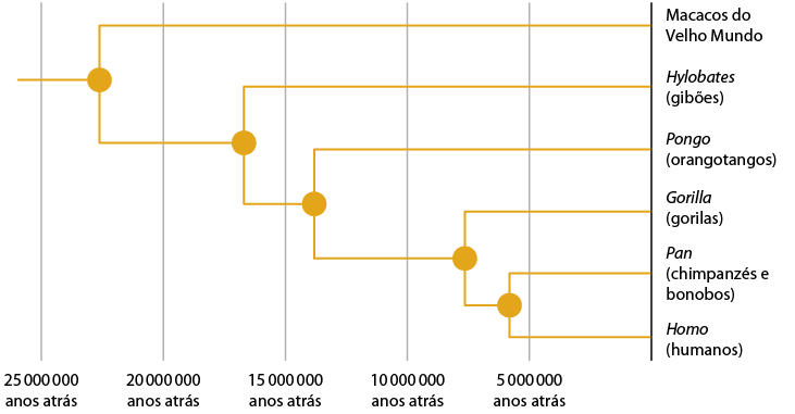 Ilustração de uma árvore filogenética, no sentido horizontal, composta por linhas horizontais, com as espécies, e a separação das espécies marcadas por um círculo, e as linhas na vertical, tem a indicação de tempo. Inicia a 25 milhões de anos atrás, círculo, bifurca em duas linhas a 20 milhões de anos atrás, linha de cima referente a Macacos do Velho Mundo, linha debaixo, círculo, bifurca em duas linhas a 15 milhões de anos atrás, linha de cima referente a Hylobates (gibões), linha debaixo, círculo, bifurca em duas linhas em 10 milhões de anos atrás, a linha de cima referente a Pongo (orangotangos), linha debaixo, círculo, bifurca em duas linhas, 5 milhões de anos atrás, linha de cima, Gorilla (gorilas), linha debaixo, círculo, bifurca em duas linhas, linha de cima Pan (chimpanzés e bonobos) e linha debaixo Homo (humano).