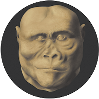 Fotografia de uma cabeça de um hominíneo sem cabelo, rosto quadrado e largo, nariz largo, com os orifícios grandes, lábios finos, ossos da sobrancelha e bochecha proeminentes, orelhas na linha dos olhos e olhos próximos um do outro.