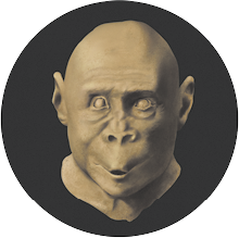 Fotografia de uma cabeça de um hominíneo sem cabelo, rosto redondo, nariz largo, com orifícios grandes, lábios finos, orelhas maiores e olhos próximos um do outro.
