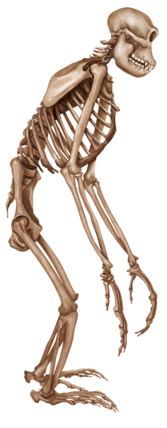 Ilustração do esqueleto de um chimpanzé com vista lateral. O crânio é pequeno e possui a parte superior um pouco achatada. A arcada dentária é proeminente, com um maxilar largo e dentes grandes. As costelas são voltadas para baixo e a coluna vertebral se curva suavemente, inclinando para frente e conectando-se à pelve que possui os ossos alongados para baixo. Os membros superiores são bem longos e possuem mãos com dedos alongados e curvados. Os membros inferiores são levemente curvados para frente e os pés possuem dedos longos e arqueados.