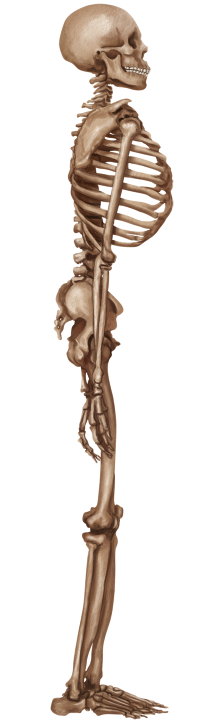 Ilustração de um esqueleto humano com vista lateral e uma postura ereta. O crânio é arredondado, com uma mandíbula curta. As costelas são distribuídas horizontalmente ligando-se à coluna vertebral que possui curvaturas suaves e se conecta à pelve que possui ossos largos e curtos. Os membros superiores estão posicionados lateralmente ao tronco e terminam em mãos com dedos retos. Os membros inferiores são longos e os pés possuem dedos curtos e retilíneos.