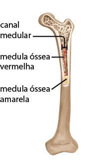Ilustração de um osso longo cortado ao meio, longitudinalmente na metade superior, exibindo sua estrutura interna. A metade inferior exibe a parte externa do osso. A extremidade superior possui uma saliência para o lado esquerdo e internamente tem uma estrutura de rede esponjosa. As paredes ósseas são mais espessas e a região central é chamada de canal medular, onde se encontra a medula óssea vermelha, destacada com uma coloração avermelhada e logo abaixo, se encontra a medula óssea amarela, em um tom amarelado. A extremidade inferior do osso possui uma estrutura mais larga.