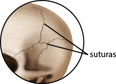 Ilustração de uma ampliação da parte lateral do crânio humano exibindo, na esquerda, o orifício orbital. Os ossos são achatados e unidos por linhas irregulares e serrilhadas com a indicação: suturas.