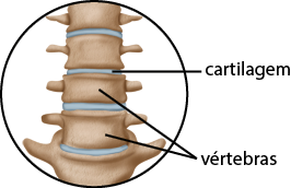 Ilustração de uma ampliação de parte da coluna vertebral humana formada por vértebras que são estruturas ósseas empilhadas, de forma arredondada e com projeções nas laterais. Entre elas, há discos achatados com a indicação: cartilagem. As superfícies das vértebras exibem detalhes de textura, com áreas sombreadas que evidenciam as curvaturas e relevos.