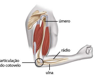 Ilustração anatômica do braço humano em vista lateral, com o cotovelo dobrado e a mão fechada. O braço está representado em um corte lateral, evidenciando estruturas internas, com a visualização dos músculos, em vermelho, e dos ossos, em tom claro. Atrás do ombro, há um osso achatado que se conecta a ele e, deste desce um osso comprido formando o braço com a indicação: úmero. Na parte frontal e na posterior do braço, há músculos que são estruturas formadas por filamentos grossos e unidos. No antebraço, há 2 ossos finos e compridos: o rádio, na parte de cima e o ulna, na parte debaixo; estes se conectam ao osso do braço formando a articulação do cotovelo e que está destacada.