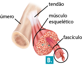 Ilustração anatômica de uma seção do braço, com destaque na conexão do osso com a musculatura. No lado esquerdo, há parte de um osso cilíndrico e comprido com a indicação: úmero, e este possui a extremidade debaixo cortada, revelando sua estrutura interna porosa. Ligado a ele, há um tendão, representado como uma faixa esbranquiçada que conecta o osso ao músculo esquelético, que possui uma coloração avermelhada, textura fibrosa e está com um corte transversal, exibindo sua parte interna que revela pequenos feixes cilíndricos agrupados com a indicação: fascículo. Um desses está mais prolongado e cortado na extremidade inferior de onde sai um pequeno filamento. Essa região está destacada e com indicação da letra B.