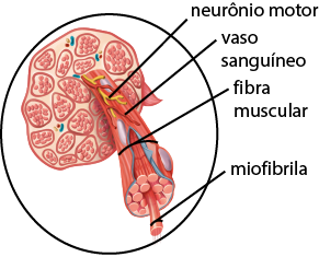Ilustração anatômica de um fascículo de músculo esquelético, em corte transversal, exibindo sua estrutura interna que revela pequenos feixes cilíndricos agrupados com a indicação: fibra muscular. Um desses feixes está mais prolongado e cortado na extremidade inferior de onde sai um pequeno filamento com a indicação: miofibrila. Envolta da fibra muscular há uma camada protetora e a presença de vasos sanguíneos, representados em vermelho e azul, distribuídos entre as fibras musculares. Ao redor delas também há um neurônio motor, representado como um filamento amarelo.