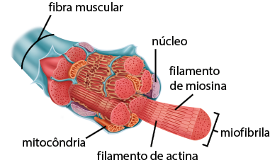 Ilustração anatômica de uma fibra muscular, em corte transversal, representada como uma estrutura alongada e com uma película azulada externamente. Em seu interior, há miofibrilas, representadas como feixes cilíndricos de coloração avermelhada. Uma delas está mais alongada e exibe filamento de actina e filamento de miosina que compõem sua estrutura. Ao redor das miofibrilas, há núcleos, representados como estruturas alongadas, achatadas e de coloração lilás. Há também mitocôndrias, representadas como pequenas estruturas ovais e alaranjadas, espalhadas entre as miofibrilas.