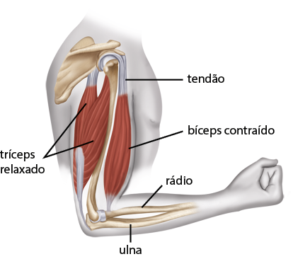 Ilustração anatômica do braço humano em vista lateral, com o cotovelo dobrado e a mão fechada. O braço está representado em um corte lateral, evidenciando estruturas internas, com a visualização dos músculos, em vermelho, e dos ossos, em tom claro. Atrás do ombro, há um osso achatado que se conecta a ele e, deste desce um osso comprido formando o braço. Localizado na parte frontal do braço, há o músculo bíceps contraído e, posicionado na parte posterior do braço, há o músculo tríceps relaxado. Os músculos são estruturas formadas por filamentos grossos e unidos. O tendão, representado em branco, é uma estrutura que conecta os músculos aos ossos. No antebraço, há 2 ossos finos e compridos: o rádio, na parte de cima e o ulna, na parte debaixo.