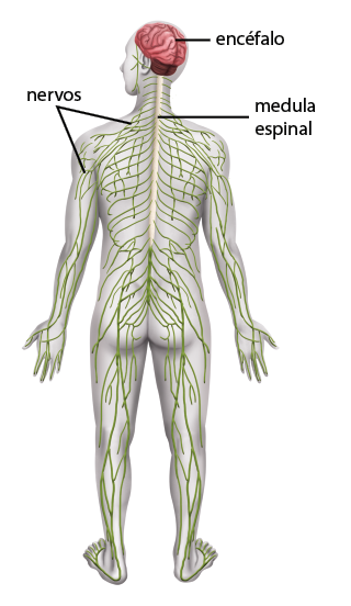 Ilustração da parte posterior de um corpo humano, em tons de cinza, destacando o sistema nervoso. Na cabeça, está o encéfalo, uma estrutura arredondada e com dobras. Abaixo dele, há outra estrutura menor arredondada e desta sai um prolongamento vertical esbranquiçado por todo tronco, com a indicação: medula espinal. Diversos nervos, representados por ramificações finas, em verde, saem a partir da medula espinal e se estendem por todo o corpo até braços, mãos, pernas e pés.