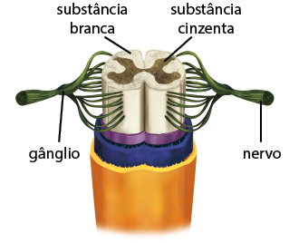 Ilustração de um corte transversal da medula espinal. No centro da medula, há uma estrutura em formato de borboleta, com a indicação: substância cinzenta, e ao redor desta, há uma região arredondada semi dividida ao meio com a indicação: substância branca. Dos 2 lados da medula, saem diversos filamentos formando uma rede que se junta em uma estrutura arredondada, um pouco dilatada, com a indicação: gânglio, e deste segue um filamento espesso com a indicação: nervo. Abaixo dessas estruturas, há 3 camadas cilíndricas, sobrepostas envolvendo a medula espinal.