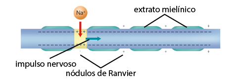 Ilustração de parte de um axônio representado por um tubo azul alongado. Na parte interna, superior e inferior, há vários sinais de menos. Ao longo dele, há regiões espaçadas com uma pequena elevação na parte superior e na parte inferior com a indicação: extrato mielínico. Os espaços possuem a indicação: nódulos de Ranvier. Na parte externa deles, há um sinal de mais e, no primeiro espaço, à esquerda, há um trecho destacado em amarelo que possui sinais de mais na parte interna e sinais de menos na parte externa onde, na parte superior, há uma bolinha com a indicação: N a positivo, de onde sai uma seta que aponta para a parte interna. Nesse trecho, há uma seta para o lado direito com a indicação: impulso nervoso.