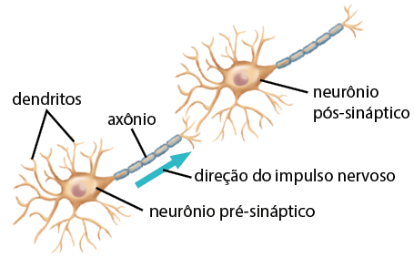 Ilustração de 2 neurônios. No lado esquerdo, há o neurônio pré-sináptico, com uma parte arredondada central, com uma bolinha no meio, e dessa parte saem vários prolongamentos finos com a indicação: dendritos. Um prolongamento mais longo com estruturas segmentadas externamente, possui a indicação: axônio, e ao lado dele há uma seta com a indicação: direção do impulso nervoso. Esse axônio termina com alguns prolongamentos menores que ficam próximos ao segundo neurônio, com a indicação: neurônio pós-sináptico, com aparência semelhante ao primeiro.