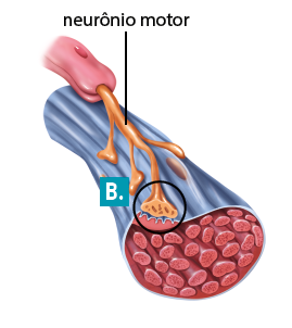 Ilustração de uma estrutura alongada representando o final de um axônio com 4 prolongamentos e a indicação: neurônio motor. Cada prolongamento termina em uma estrutura triangular e faz contato pela parte superior de uma estrutura tubular comprida, cortada na extremidade inferior e que revela várias estruturas arredondadas no centro. Há uma indicação da letra B que destaca um dos prolongamentos do neurônio ligado a uma estrutura tubular comprida que possui algumas reentrâncias.