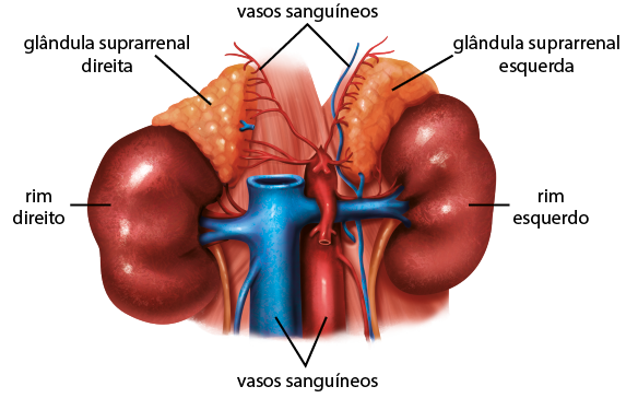 Ilustração anatômica de dois rins, rim direito que se encontra no lado esquerdo da ilustração e rim esquerdo que se encontra no lado direito. Eles possuem o formato arredondado e curvo e são ligados no centro por 2 grandes vasos sanguíneos, um azul e um vermelho, que se ramificam para cada lado. Acima de cada rim e ligados a eles, há uma estrutura triangular com pequenas ondulações e com vasos sanguíneos ligados a elas. A da esquerda tem a indicação: glândula suprarrenal direita, e a da direita tem a indicação: glândula suprarrenal esquerda.