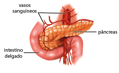 Ilustração de uma parte do intestino delgado representado por um tubo com uma curva à direita e outra seguida para baixo. No meio da curva à direita está o pâncreas, uma estrutura comprida mais larga à esquerda e com pequenas ondulações. Na parte superior e passando por trás do pâncreas e ao lado da porção reta do intestino delgado, há um vaso sanguíneo maior e diversas ramificações com a indicação: vasos sanguíneos.