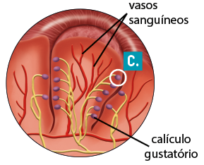 Ilustração de uma estrutura comprida com a parte superior arredondada, em corte, evidenciando pequenos tubos ramificados em vermelho no centro que se estende às laterais em estruturas semelhantes e tem a indicação: vasos sanguíneos. Há também uma ramificação de pequenos tubos, à frente dos vasos sanguíneos, em amarelo, e com estruturas ovaladas, em roxo, nas pontas e com a indicação: calículo gustatório, em um deles. Uma dessas estruturas em roxo está destacada e indicada pela letra C.