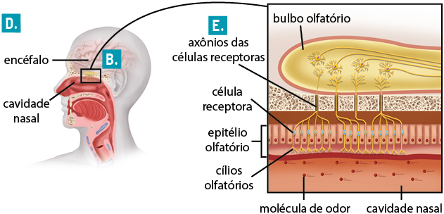 Ilustração da silhueta da cabeça de uma pessoa de perfil em corte indicada por D. Na parte superior, encontra-se o encéfalo, uma estrutura arredondada com dobras. Na região central, logo abaixo do encéfalo, há uma estrutura comprida na horizontal com pequenas ramificações para baixo com um retângulo evidenciando a região e com a indicação da letra B. Essa estrutura está conectada com a cavidade nasal evidenciada em vermelho, desde o nariz até o início da faringe. Ao lado, há um retângulo com a ampliação da região destacada por B, o epitélio olfatório, uma estrutura alongada na horizontal na parte superior e com a indicação: bulbo olfatório. Dentro dele há 4 pequenas estruturas com uma parte central redonda e de onde saem diversas ramificações menores e uma única comprida que se estende para o lado direito. A célula receptora possui pequenas ramificações próximas às outras que se agrupam em uma única com a indicação: axônios das células receptoras; 4 dessas saem do bulbo para baixo, voltando a se ramificar e cada ramificação se finaliza nos cílios olfatórios. As células receptoras ficam inseridas no epitélio olfatório que é formado por uma camada de células retangulares unidas umas às outras. Abaixo do epitélio está a cavidade nasal onde se encontram moléculas de odor na forma de bolinhas.