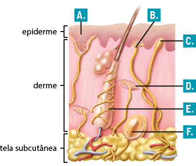 Ilustração de um corte transversal da pele humana. Ela está dividida em três camadas de cima para baixo. A epiderme é a parte externa e superior, é formada por uma camada fina com pequenas ondulações. Abaixo está a derme, uma camada mais larga e que possui diversas estruturas inseridas. Indicada pela letra A, há uma estrutura formada por um filamento que sobe até a base da epiderme e se bifurca em 2 partes de onde saem ramificações menores. Indicada pela letra B, há uma estrutura formada por um filamento que se ramifica na base da epiderme. Este filamento se inicia na tela subcutânea, a camada mais interna e inferior, formada por uma estrutura repleta de saliências. Indicada pela letra C, há uma estrutura formada por um filamento que se inicia na tela subcutânea e se estende até a base da epiderme; ele possui uma pequena dilatação na extremidade. Indicada pela letra D, há uma estrutura formada por um filamento que se inicia na tela subcutânea indo até a derme e se ramificando na extremidade. Indicada pela letra E, há uma estrutura arredondada e comprida, iniciando na base da derme e se estendendo até a base da epiderme de onde sai um filamento fino para fora da pele. Ainda na derme, ao lado e ligado a esse filamento, há uma estrutura em formato irregular. Existem ramificações envolvendo essa estrutura. Indicada pela letra F, há uma estrutura formada por um filamento que se inicia na tela subcutânea indo até a base da derme onde possui uma estrutura arredondada na extremidade.