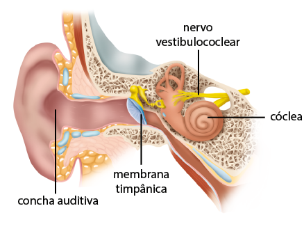 Ilustração anatômica em corte transversal da orelha. Á esquerda, está a orelha de forma curvada e irregular com a indicação em seu interior: concha auditiva. Dela, seguindo à direita, há um canal curto e no fim há uma membrana de estrutura fina e arredondada, com a indicação: membrana timpânica. Encostado nessa membrana há pequenas estruturas irregulares que se conectam à cóclea, uma estrutura em forma de caracol com uma parte mais comprida e finalizando com 3 arcos conectados. Ligado ao nervo, há uma estrutura ramificada com a indicação: nervo vestibulococlear; este se estende à direita passando por dentro de uma abertura óssea. Exceto a concha auditiva e seu canal, todas as outras estruturas estão inseridas na parte óssea representada por uma estrutura em forma de rede.