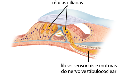 Ilustração anatômica do órgão de Corti. Há uma base irregular de estruturas quase retangulares com bolinhas no meio e, em algumas delas, há outras parecidas sobrepostas com destaque em outra cor e com a indicação: células ciliadas, estas possuem pequenos prolongamentos finos na parte superior que se ligam a uma estrutura curva e comprida. Há outras estruturas alongadas e ramificadas que se estendem da base das células ciliadas, com a indicação: fibras sensoriais e motoras do nervo vestibulococlear. Estas passam por dentro de uma estrutura óssea representada por uma rede ramificada.