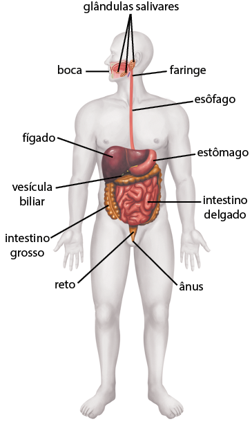 Ilustração de uma silhueta de uma pessoa com destaque para o sistema digestório. Ele é composto por: boca; glândulas salivares, que são estruturas arredondadas amarelas localizadas na parte inferior da boca e abaixo do ouvido; faringe; esôfago. A faringe é a parte superior e o esôfago é inferior do tubo que se estende do pescoço ao abdômen. Na sequência está o fígado, com formato semelhante com trapézio e partes arredondadas e localizado no abdômen; a vesícula biliar, com forma arredondada e muito pequena, localizada abaixo do fígado; estômago, com forma arredondada e curva, localizado ao lado do fígado; intestino grosso, tubo largo, localizado abaixo do estômago e do fígado; intestino delgado, tubo longo e fino com diversas dobras, localizado entre o intestino grosso; reto, canal vertical e curto, conectado com o intestino grosso localizada na parte inferior do abdômen; ânus, localizada abaixo do reto, como um canal afunilado .