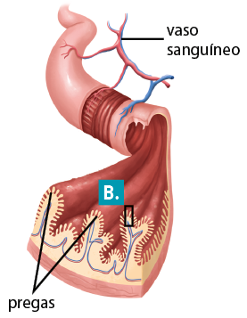Ilustração de uma estrutura cilíndrica com vaso sanguíneo vermelho e azul conectado em algumas partes externa da estrutura. Há um recorte na estrutura cilíndrica que destaca a parte interna da estrutura com camada com alturas irregulares, com elevações e na superfície interna da estrutura há pregas, que são saliências alongadas e arredondadas. E uma delas está indicada por B.