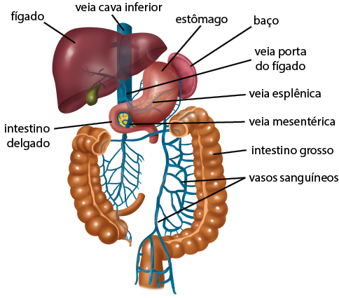 Ilustração do sistema porta hepático composto por: fígado; veia cava inferior, um tubo espesso que atravessa no sentido vertical o fígado; veia porta do fígado, tubo fino que entra por baixo no fígado e dentro fica mais ramificado em tubos mais finos; estômago; veia esplênica, que está dentro do estômago; baço, localizado à direita do estômago, possui formato semelhante a um feijão; parte superior do intestino delgado; veia mesentérica, tubos finos localizado próximo do intestino delgado; intestino grosso em cortes; vasos sanguíneos, são diversos tubos finos e ramificados, que estão conectados entre si e também conectado ao intestino grosso em diversas partes.