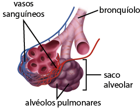 Ilustração de uma estrutura pulmonar. Ela é composta por: alvéolos pulmonares, pequenas formas ovais agrupadas em cachos, indicado como saco alveolar; bronquíolo, tubo espesso que estão conectados ao saco alveolar; vasos sanguíneos, tubos finos conectados entre si em rede que fica ao redor do saco alveolar.