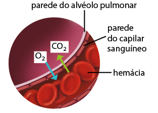 Ilustração da parede do alvéolo pulmonar, uma camada fina com a parede do capilar sanguíneo logo abaixo, é uma camada formada por formas alongadas e pontas arredondadas um ao lado do outro. Em seguida estão as hemácias, com formato quase circular e achatado, localizada entre as paredes do capilar sanguíneo. Há uma seta verde sobre as paredes e apontando fora de onde estão as hemácias. Ela está indicada por C O 2. E há uma seta azul sobre as paredes e apontando para dentro de onde estão as hemácias. Essa está indicada por O 2.