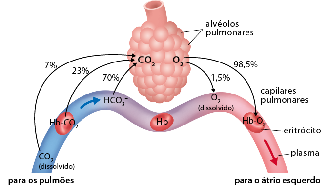 Esquema ilustrativo com os alvéolos pulmonares na parte superior, em que na parte esquerda está indicado C O 2 e na parte direita está indicado O 2. Também há os capilares pulmonares, um tubo com formato aproximado à letra m, com as curvas arredondadas, localizada abaixo dos alvéolos pulmonares. Dentro desse tubo há 3 eritrócitos, que são vermelhas, arredondados e achatados. Os capilares pulmonares está em degradê de cor azul à vermelha. Na parte mais azul está indicada com a escrita para os pulmões e na parte mais vermelha está indicada com a escrita para o átrio esquerdo. Também na parte azulada está escrito C O 2 (dissolvido), de onde sai uma seta com a indicação de 7 por cento que aponta para a indicação de C O 2 dos alvéolos pulmonares. Acima da indicação C O 2 no tubo, há um eritrócito com a indicação H b hífen C O 2, da qual sai uma seta com a indicação de 23 por cento que aponta para a indicação de C O 2 dos alvéolos pulmonares. Saindo do eritrócito também há uma seta que aponta para o grupo H C O 3, menos sobrescrito, dentro do tubo e desse grupo sai uma seta com a indicação de 70 por cento que vai para a indicação de C O 2 dos alvéolos pulmonares. No meio do tubo com a cor quase roxa, há um eritrócito com a indicação H b. À direita sobre o tubo na parte mais avermelhada, está escrito O 2 (dissolvido), onde aponta uma seta com a indicação de 1,5 por cento que veio da indicação de O 2 dos alvéolos pulmonares. Na parte quase final do tubo, mais avermelhado também há um eritrócito com as indicações: H b hífen O 2, onde aponta uma seta com a indicação de 1,5 por cento que veio da indicação de O 2 dos alvéolos pulmonares. No final do capilar há uma seta vermelha com a indicação plasma.