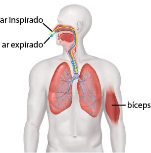 Ilustração de uma silhueta humana com destaque no sistema respiratório e dos bíceps. Há uma seta amarela indicada como ar inspirado que inicia no nariz, passa pelas estruturas respiratórias da cabeça e pescoço indo até as estruturas respiratórias do peito. Essas estruturas são parecidas com tubos. Há também a seta azul indicado como ar expirado que faz o caminho inverso da seta amarela. O bíceps está localizado no braço entre o cotovelo e o ombro, possui formato alongando e espesso no meio.